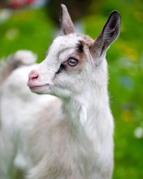Portrait a white baby goat on green lawn — Stock Photo, Image