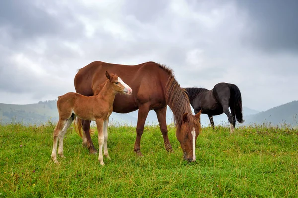 山の草原の馬霧の朝の牧草地 — ストック写真