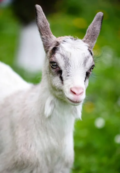 Retrato uma cabra bebê branco no gramado verde — Fotografia de Stock