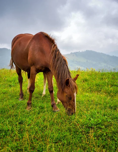 Kůň na louce v horách. Mlžné ranní pastviny — Stock fotografie