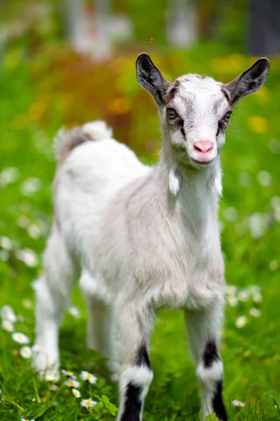 Weiße Ziegenbabys stehen auf grünem Rasen — Stockfoto