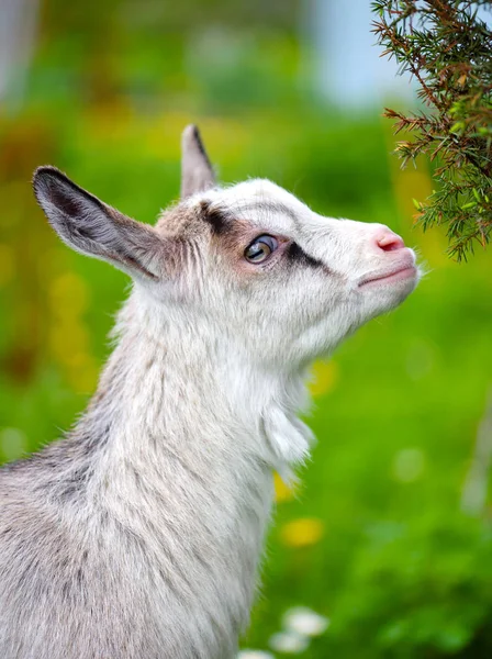 Portrait a white baby goat on green lawn — Stock Photo, Image