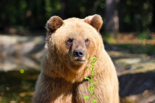 Brown bear portrait. Big brown bear in forest. — Stock Photo, Image