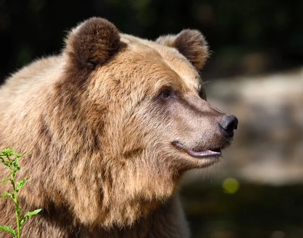 ヒグマの肖像画。森で大きなヒグマ. — ストック写真