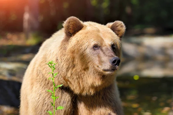 Retrato de urso castanho. Grande urso marrom na floresta . — Fotografia de Stock