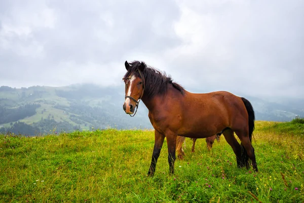 Caballo en el prado en las montañas. Pastos nublados por la mañana — Foto de Stock