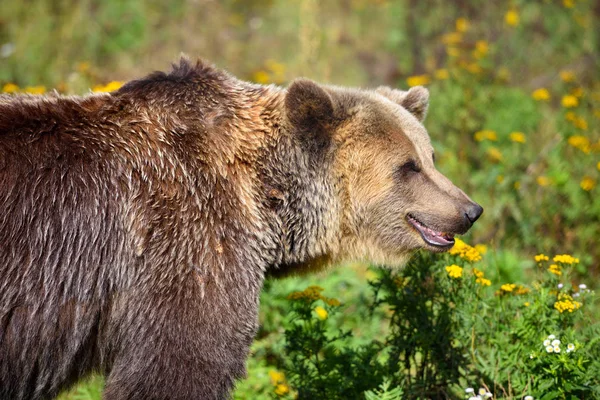 Молодой бурый медведь на краю леса — стоковое фото