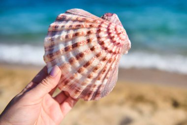 Kadının eli denizin arka planına karşı bir deniz kabuğu tutar