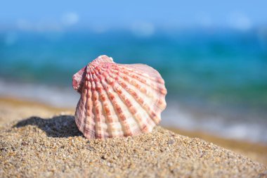 Denizin arka planına karşı sahilde bir deniz kabuğu