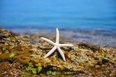 Denizin arka planına karşı taşların üzerindeki beyaz denizyıldızı