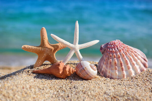 Раковины и морские звезды на пляже на фоне моря
