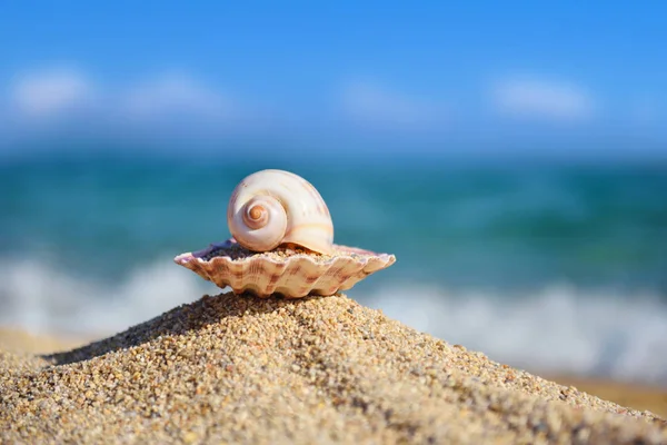 Раковины на пляже на фоне моря — стоковое фото