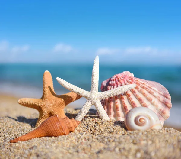 Раковины и морские звезды на пляже на фоне моря — стоковое фото