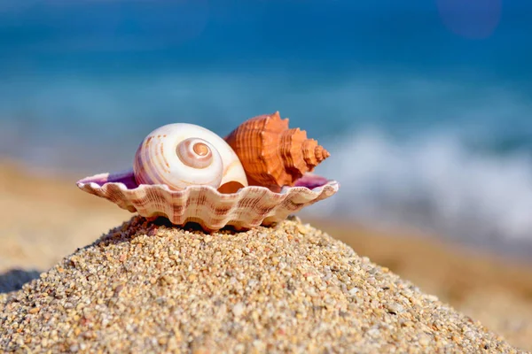 Conchas na areia junto ao mar num dia de sol quente. Conceito de verão — Fotografia de Stock