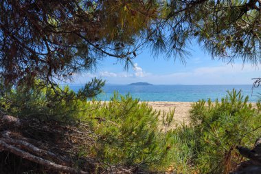 Sahilden deniz manzarası. Yunanistan 'ın Halkidiki kentinde deniz kenarındaki çam ağacı