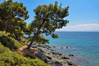 Sahilden deniz manzarası. Yunanistan 'ın Halkidiki kentinde deniz kenarındaki çam ağacı