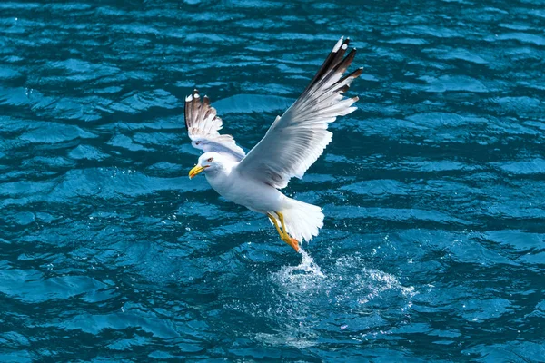 カモメ(ラルス・ミハヘリス)が水上を離陸 — ストック写真