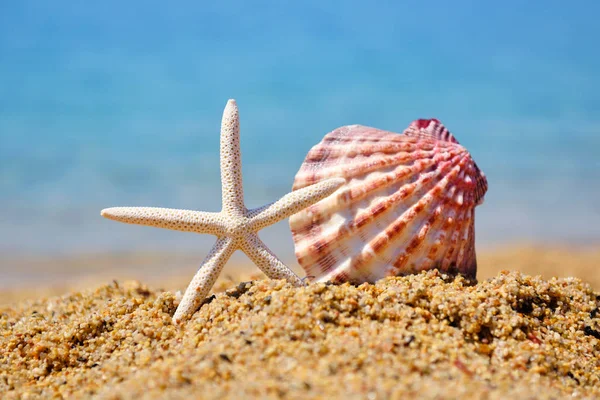 Белая морская звезда и скорлупа на песке на фоне моря — стоковое фото