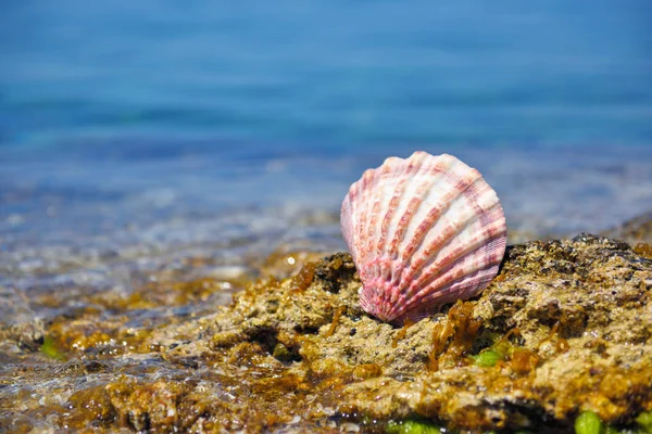 Een schelp op stenen tegen de achtergrond van de zee op een warme dag van de zon — Stockfoto