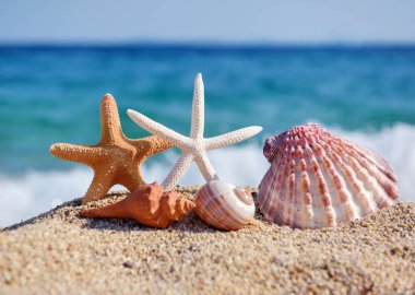 Sıcak güneşli bir günde deniz ve mavi gökyüzünün arka planına karşı sahilde kabukları ve denizyıldızı