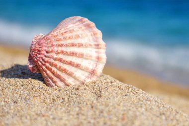 Sıcak güneşli bir günde denizin arka planına karşı sahilde bir deniz kabuğu 