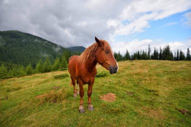 Dağlardaki çayırlarda at