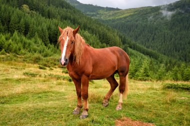 Dağlardaki çayırlarda at