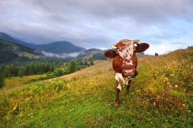 Bir dağ çayır üzerinde beyaz desenli kahverengi.