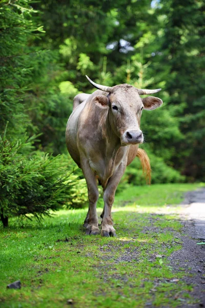 Милая коричневая корова рядом с лесом — стоковое фото