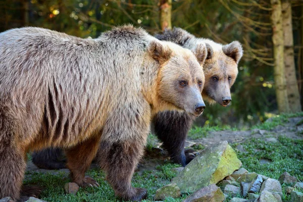 Deux jeunes ours bruns dans la forêt d'été — Photo