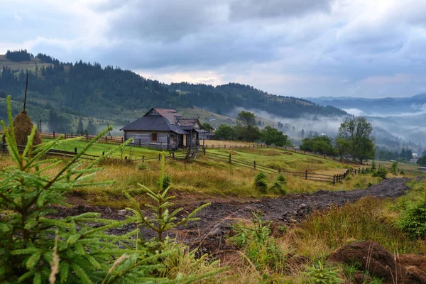 Geweldig berglandschap met mist en kleurrijke kruiden. — Stockfoto