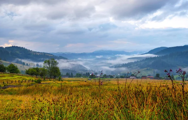Paisagem de montanha incrível com nevoeiro e ervas coloridas . — Fotografia de Stock