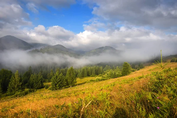 Niesamowity krajobraz górski z mgłą i barwnymi ziołami. — Zdjęcie stockowe