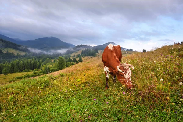 Bruine koe met een wit motief op een bergweide. — Stockfoto