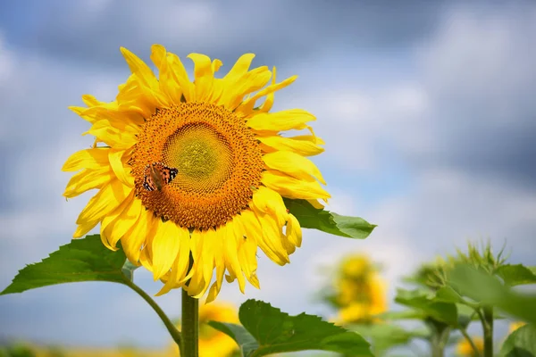 Kelebek ile mavi gökyüzü bir arka plan karşı ayçiçeği çiçeği — Stok fotoğraf