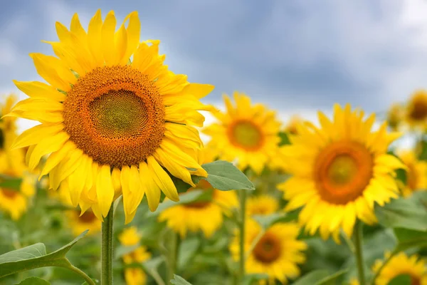 Jasně žluté slunečnice na pozadí modrého nebe — Stock fotografie