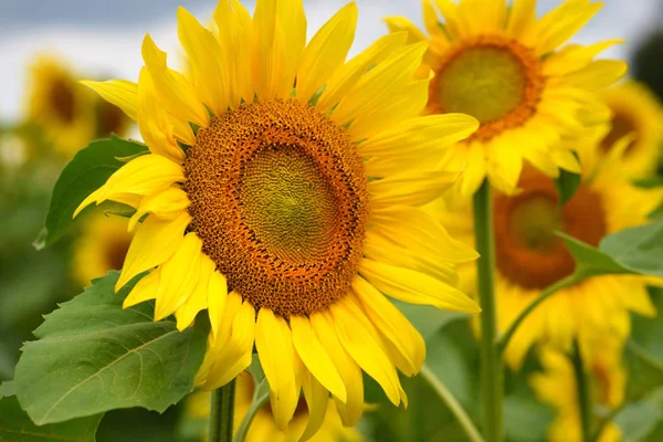 Jasnożółte słoneczniki na tle błękitnego nieba — Zdjęcie stockowe