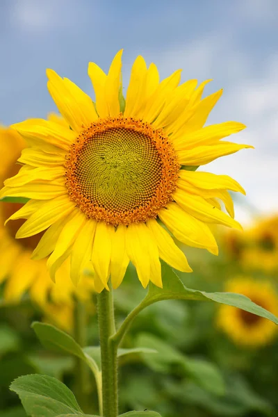 Girasoles de color amarillo brillante sobre un fondo de cielo azul — Foto de Stock