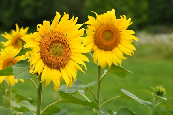 Felgele zonnebloemen op natuurlijke groene achtergrond — Stockfoto