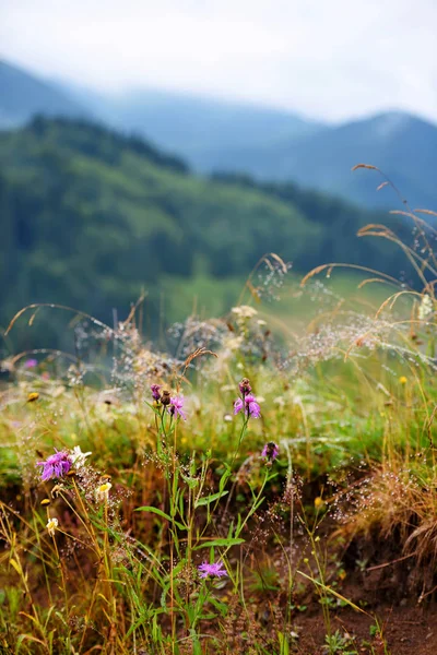 Mountain grass and flowers with dew drops as background — Stock Photo, Image