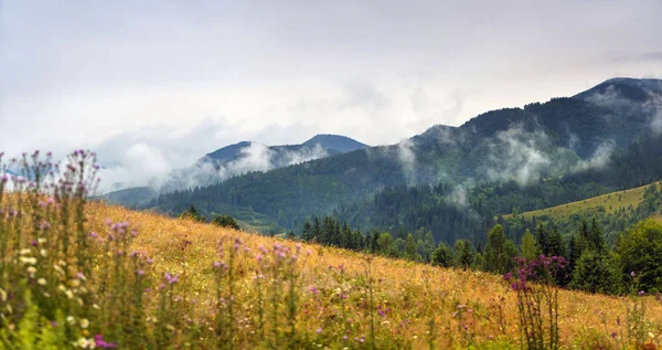 Erstaunliche Berglandschaft mit Nebel und bunten Kräutern. — Stockfoto