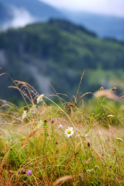 Mountain grass and flowers with dew drops as background — Stock Photo, Image