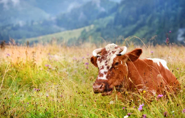 Bruine koe met op een bergweide. — Stockfoto