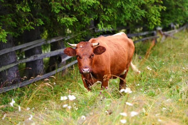 Schattige bruine koe met op een bergweide in de buurt van het bos — Stockfoto