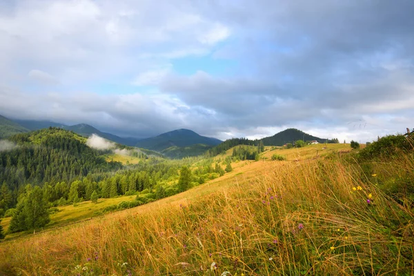 Geweldig berglandschap met mist en kleurrijke kruiden. — Stockfoto