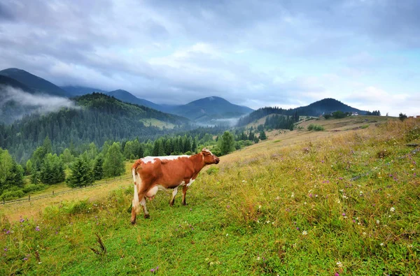 Brown cow with a white pattern on a mountain pasture. — Stock Photo, Image