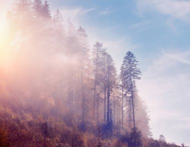Şafakta yoğun sis ve güneş ışığıyla ladin ormanları