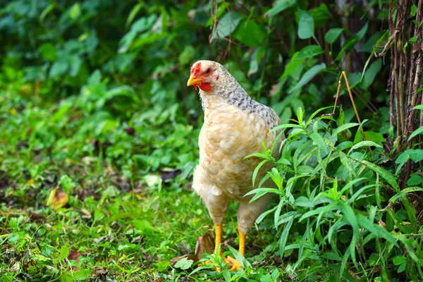 Tyúk a szántóföldi biogazdaságban. Szabadtartású csirke egy farmon. — Stock Fotó