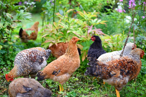 Gallinas en granja orgánica de campo. Pollos de campo libre en un césped —  Fotos de Stock