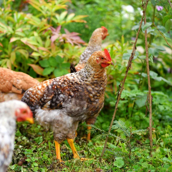 Kury na farmie ekologicznej. Kurczęta chowane na wolnym wybiegu na trawniku — Zdjęcie stockowe